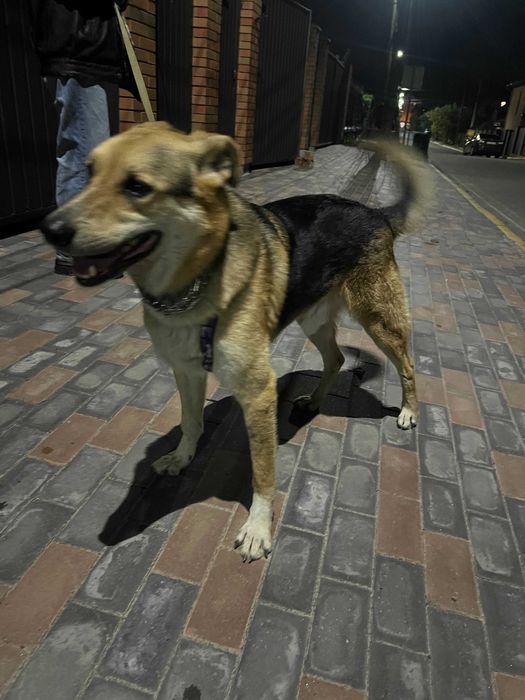 Віддаємо песика у гарні руки