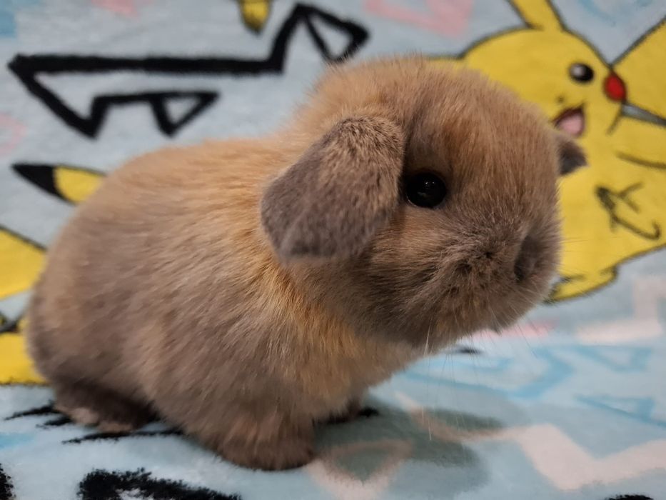 Króliczek mini lop karzełek baranek teddy  miniaturka rex lewki