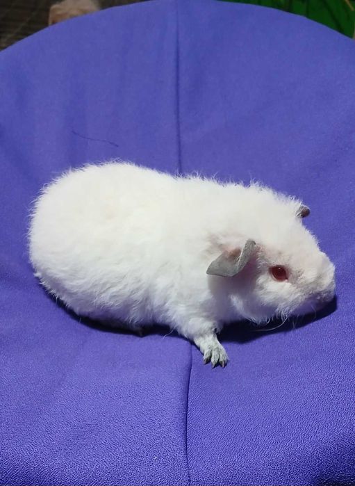 Морська свинка, Тедді.