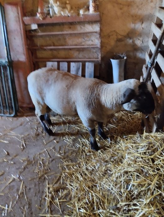 Malato com 75% suffolk e 25% ile de france.