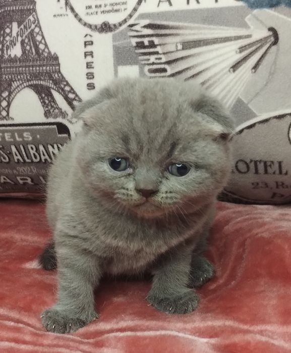 Ідеальна шотландська принцеса з ВАКЦИНАЦІЄЮ шукає люблячу сім'ю