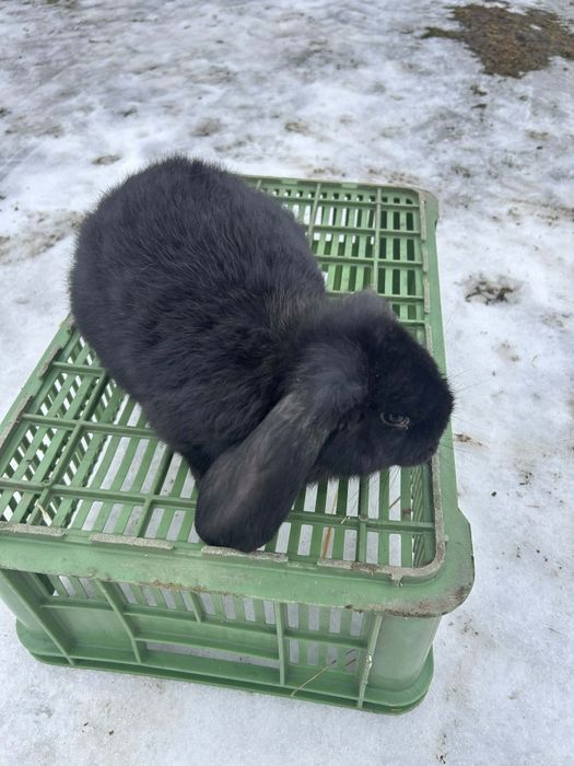 Sprzedam króliki barana francuskiego