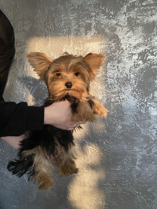 Йорк.  дівчатка міні