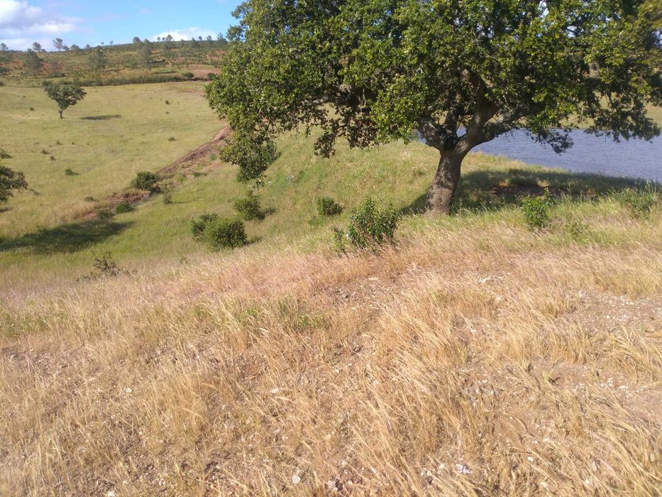 Herdade excelente para venda