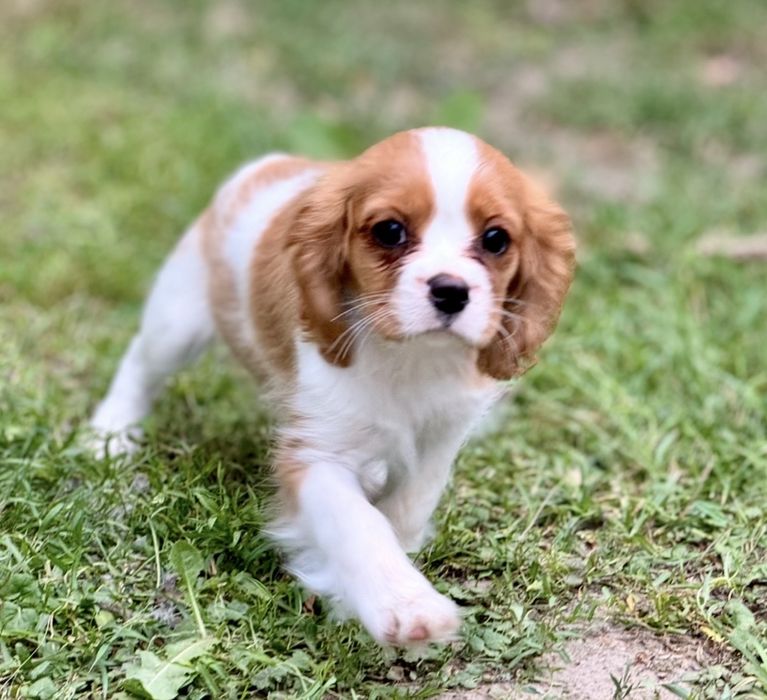 Cavalier King Charles Spaniel suczka szczeniak z rodowodem
