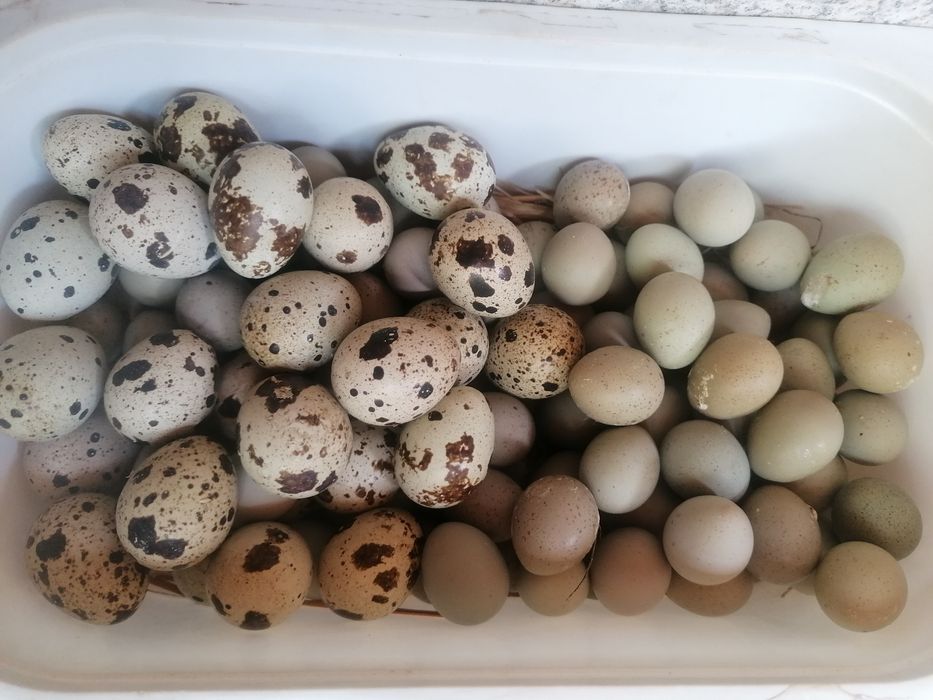 Ovos de pavão e codernis, aná e normal, conforme a descrição no anúncio