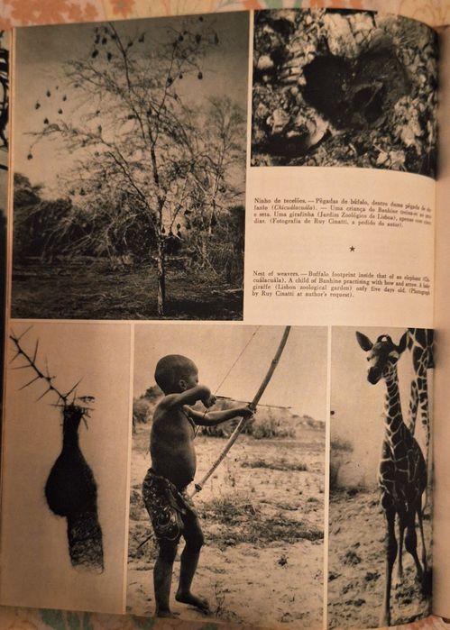 Santuário Bravio: Moçambique Gorongosa Safaris
