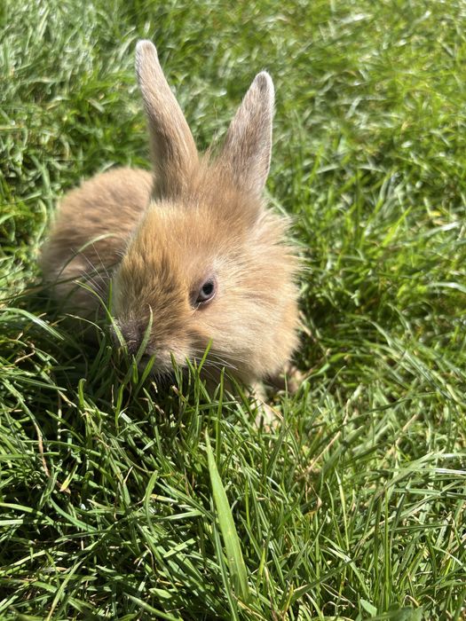 Króliki miniaturki karzełki teddy