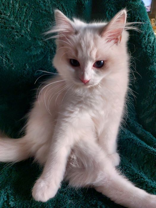 Felsia do rezerwacji Ragdoll FPL/FIFE