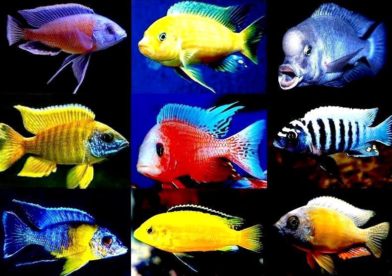 Аквариумные рыбки в Киеве