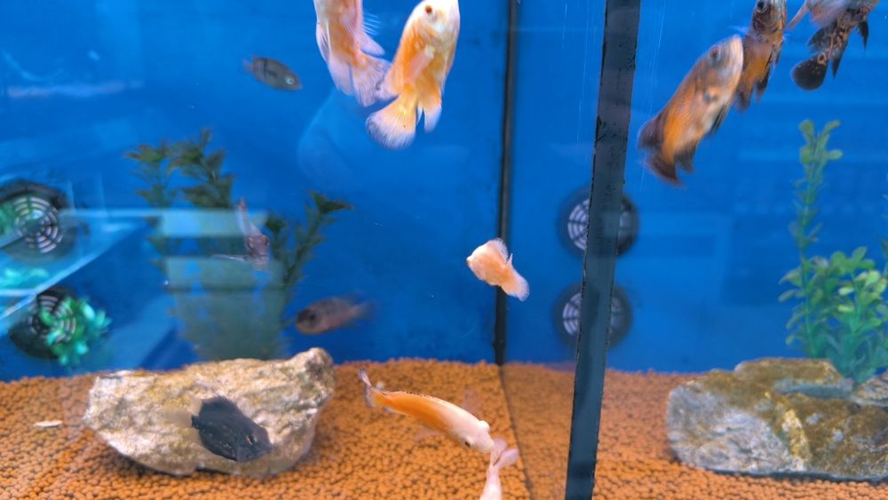 Óscares Sortidos TOP!