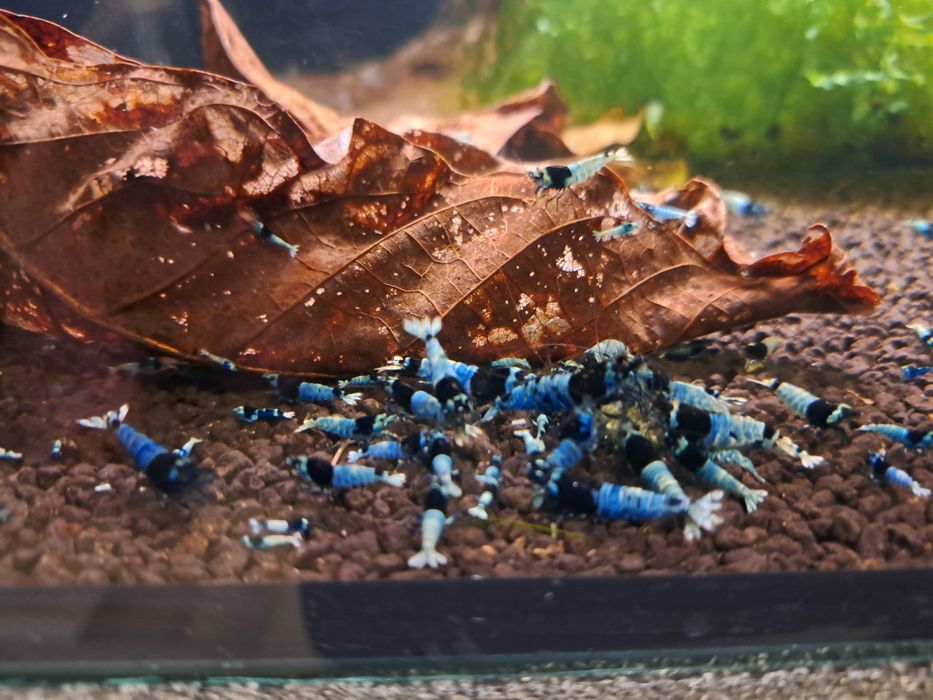 Krewetka caridina Tai mosura deep