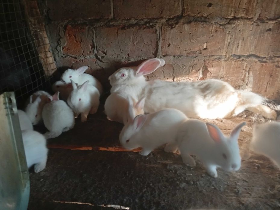 Продам крольчат недорого