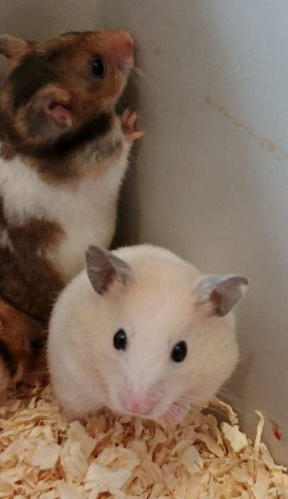 Chomik syryjski Sosnowiec