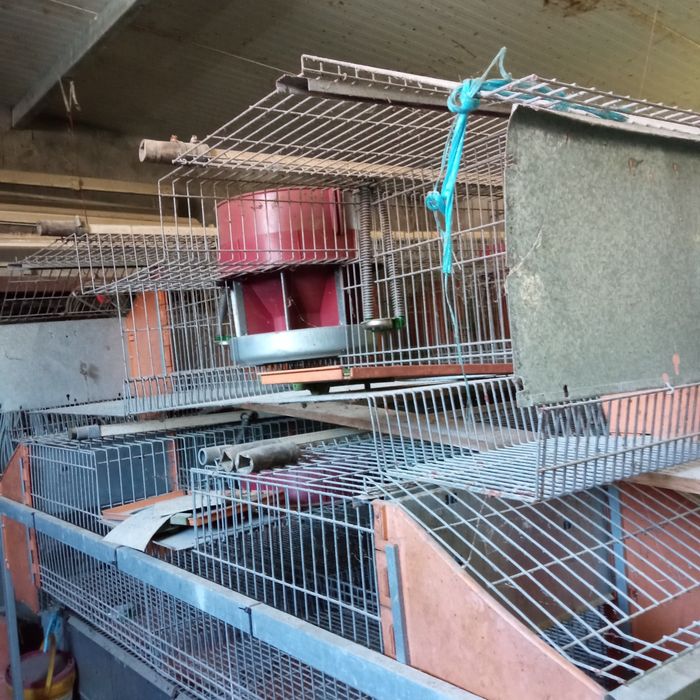 Gaiolas para criação de coelhos