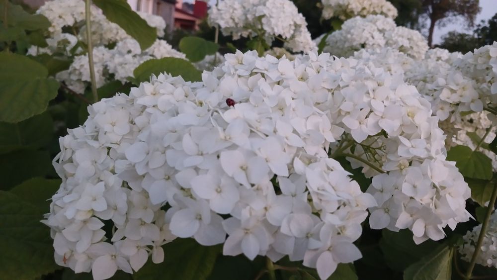 Квіти гортензія, гортензії, букет, декор
