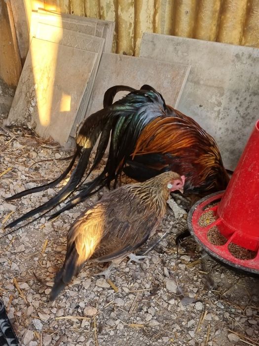 Casal de Fênix Dourado