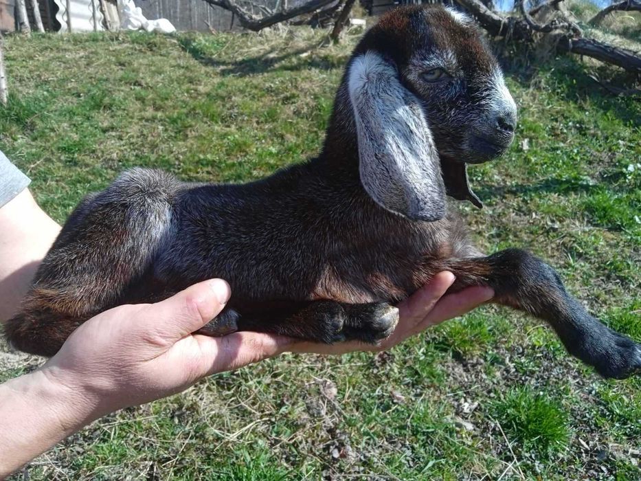 Козенята англонубійські