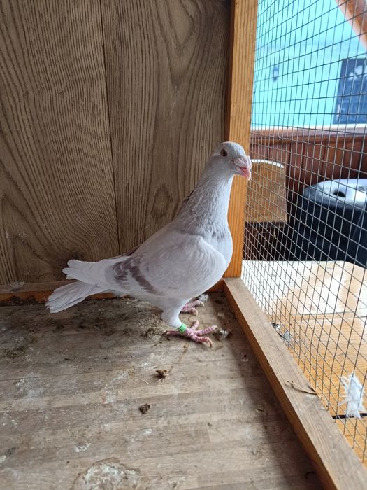 Gołębie staropolskie