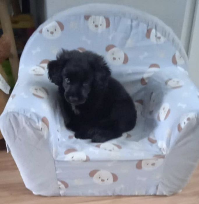 Dorosły Pies typu Cocker Spaniel lat 4