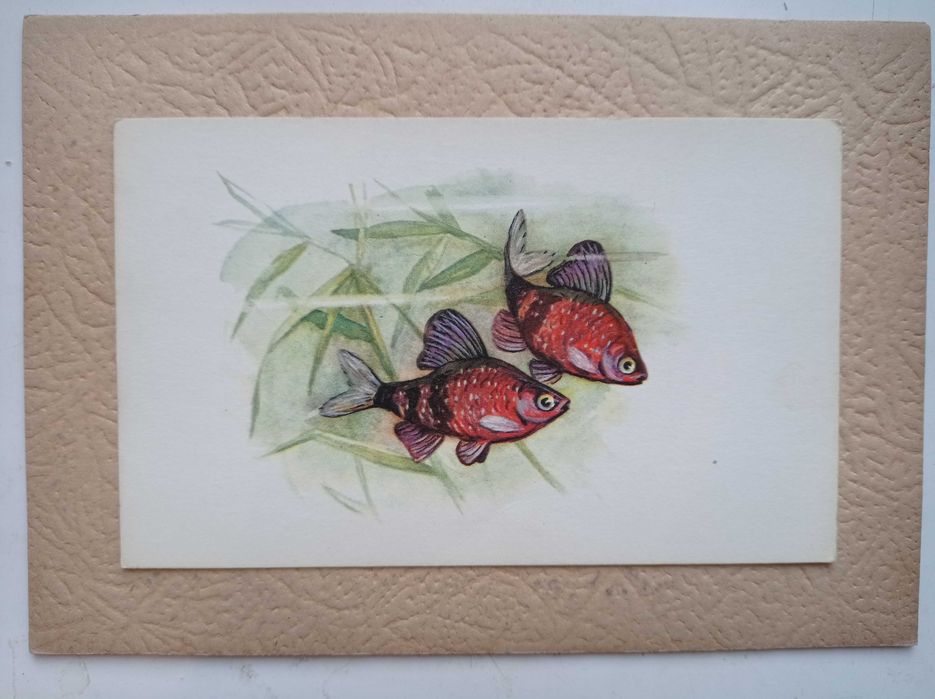 Вінтажний набір листівок з рибами
