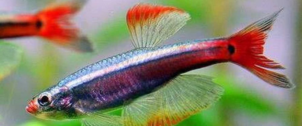 Kardynałek chiński - Tanichthys albonubes - dowozimy, wysyłamy