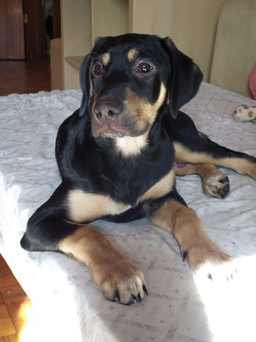 Mama e bebe para adopção responsável