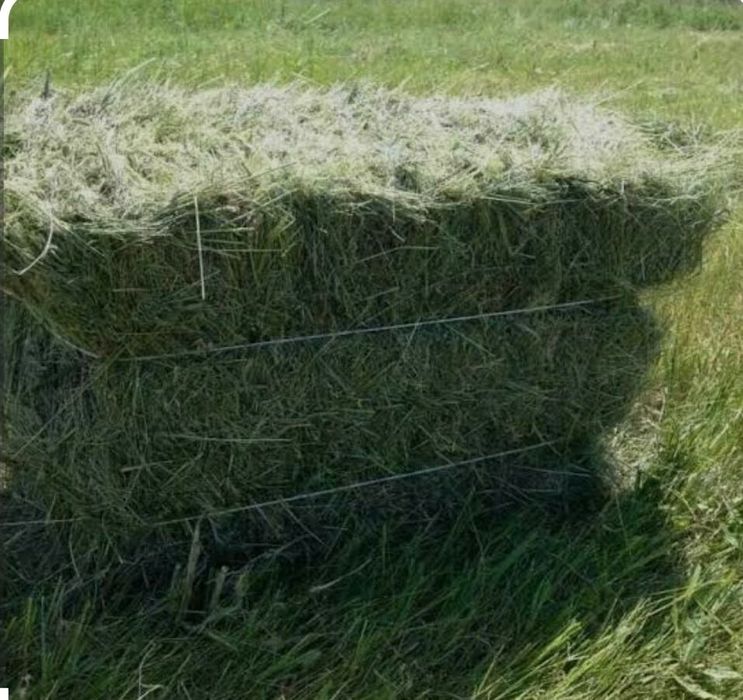 Продам тюки сіна