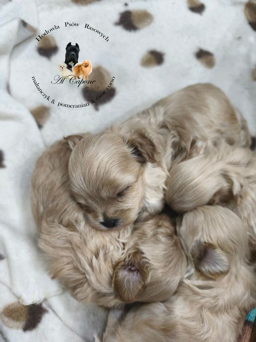 Maltipoo piesek xxs