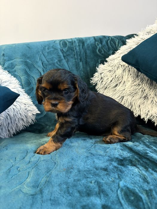 Cavalier king charles spaniel