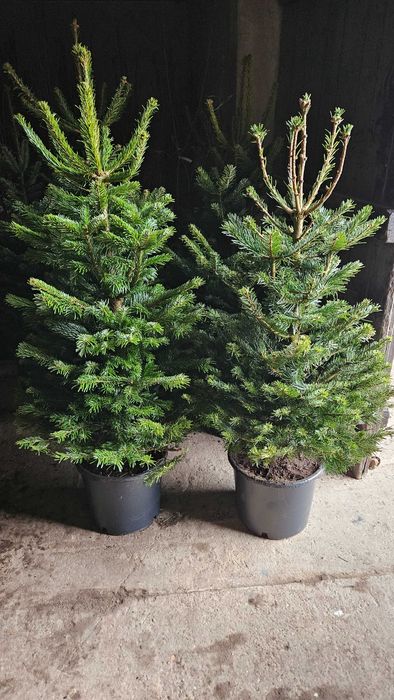 Jodła Świerk Sosna Choinki Dostawa wybór wys 20cm-5m doniczka cięta