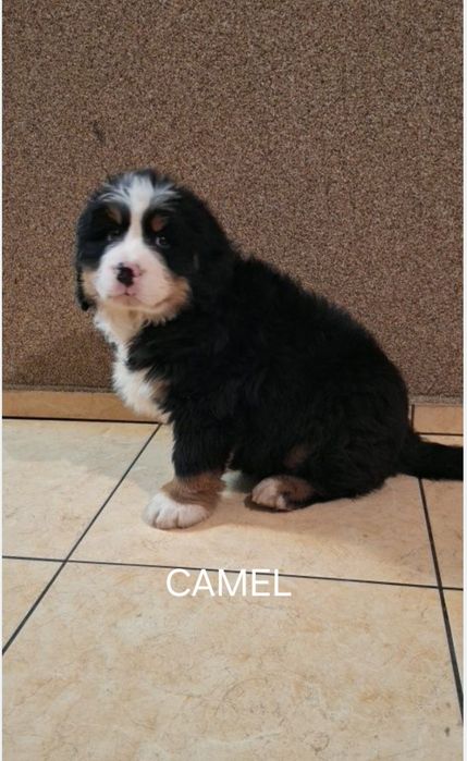 Berneński pies pasterski szczeniak.