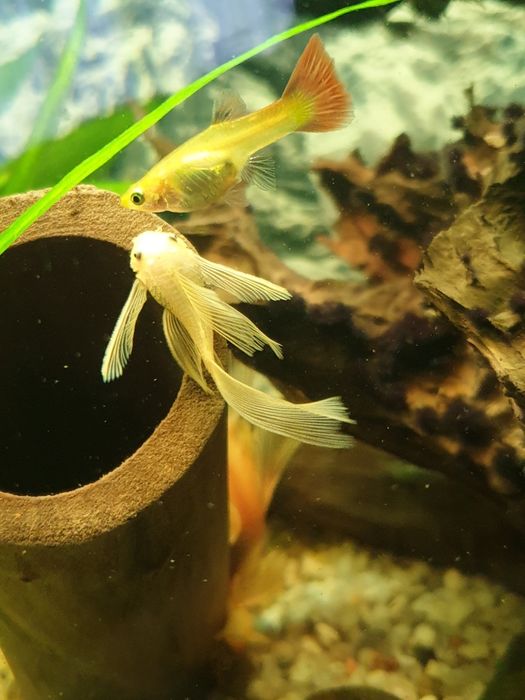 Zbrojnik Glonojad L144 WELONIASTY Rawa Mazowiecka Łódź