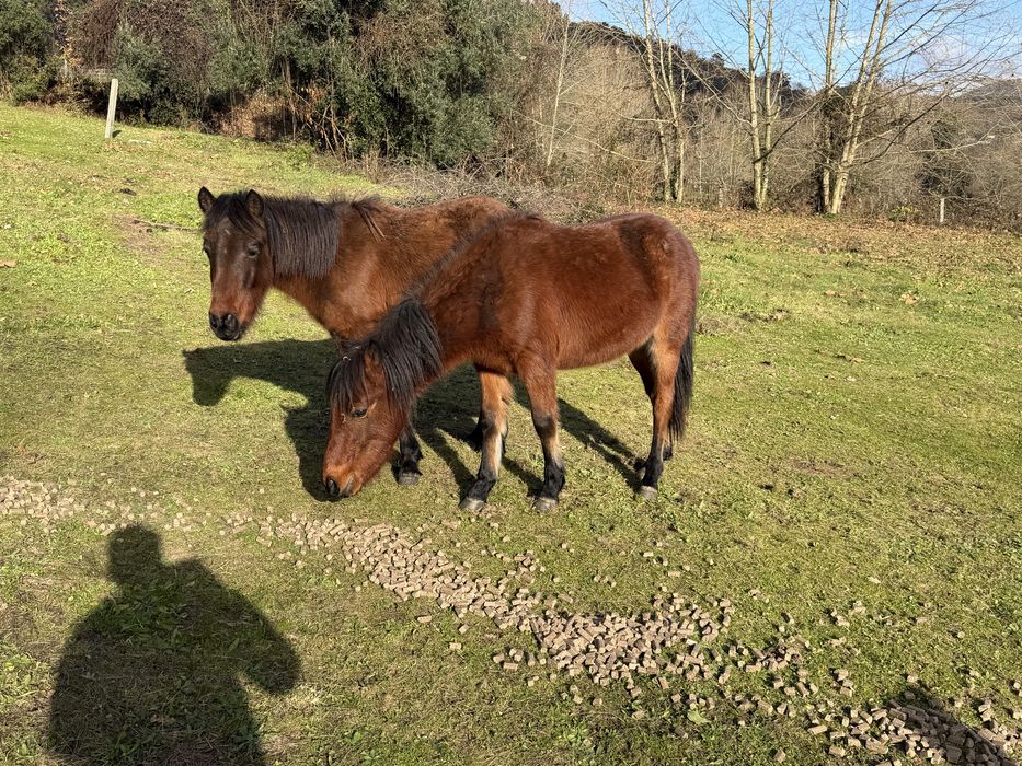 Cavalos garranos letra U