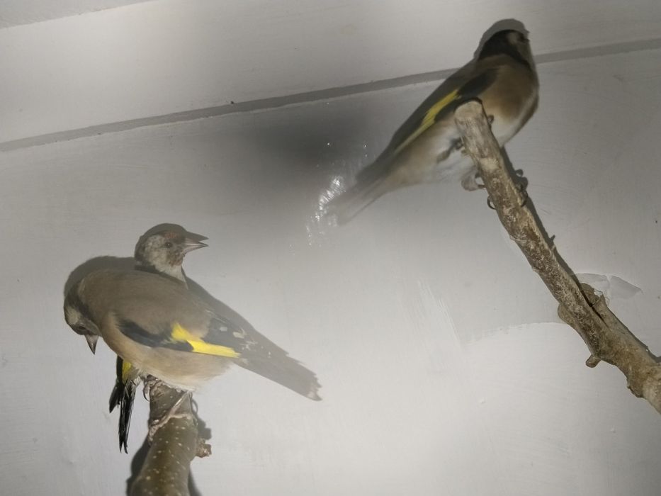 Vendo boas  fêmea nova aceito troco