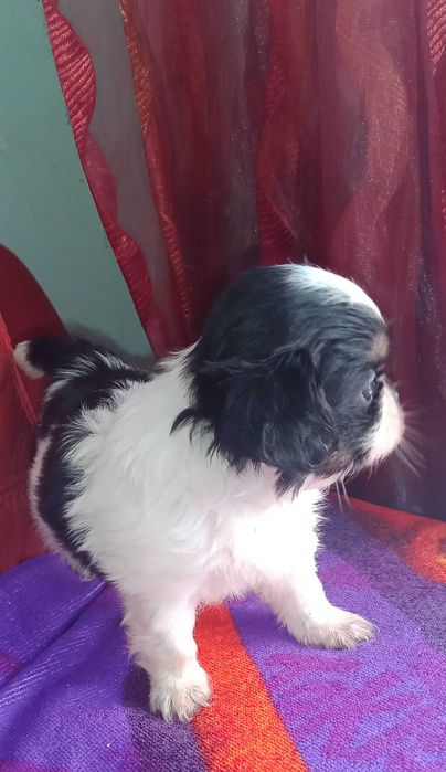 Shih-tzu com LOP