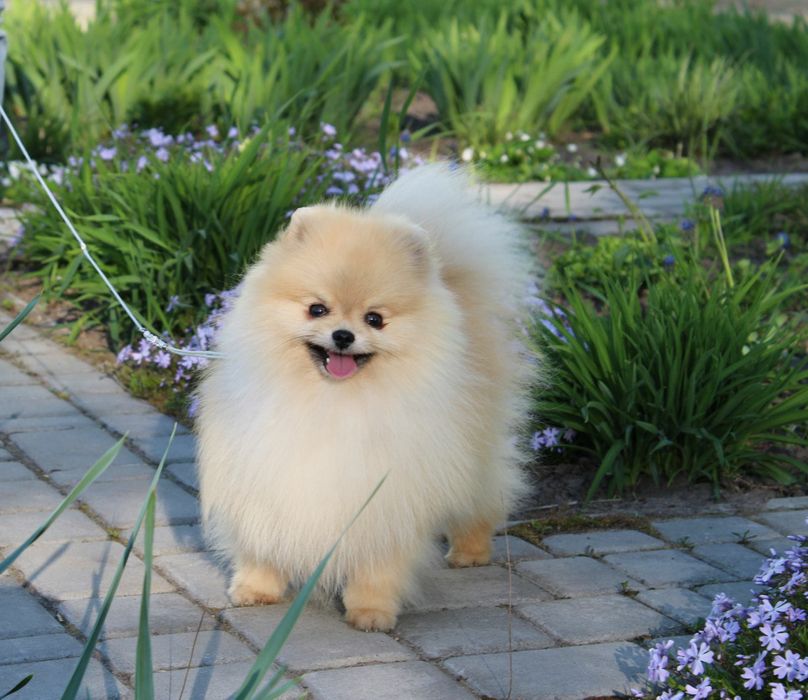 Pomeranian toy FCI ПОМЕРАНСЬКИЙ шпіц той для вязки