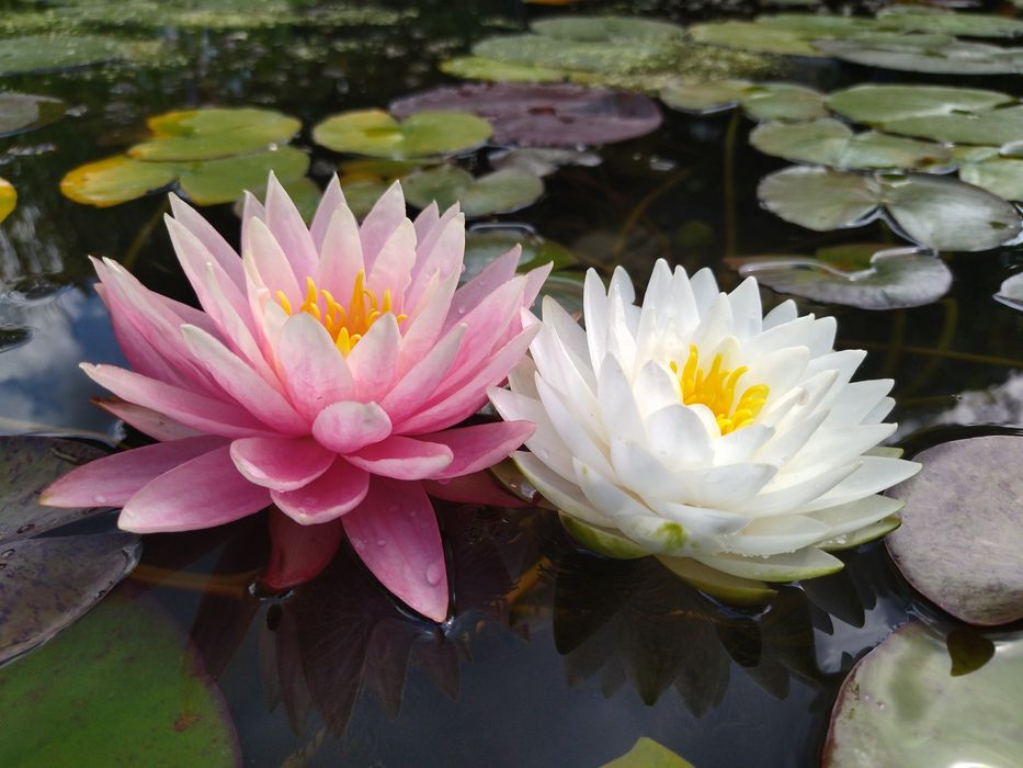 Нимфеи в прудик продам