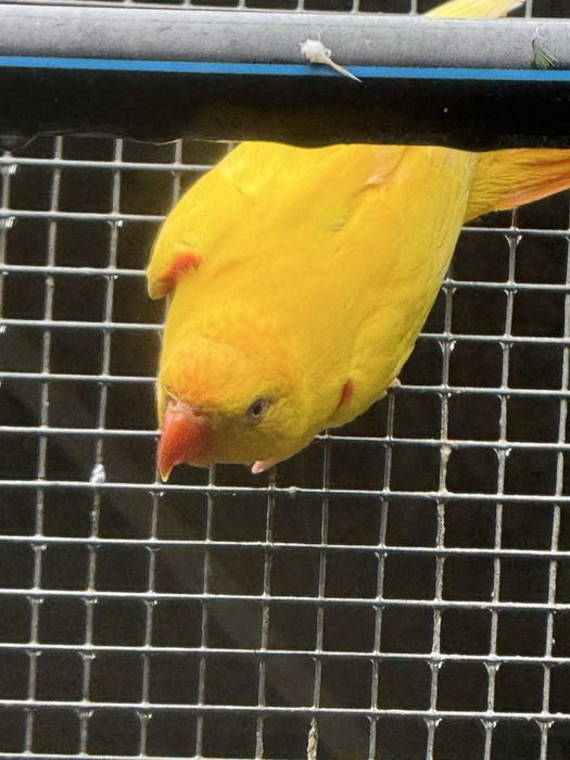 Loris chlorolepidotus