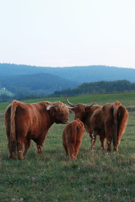 Byk Highland Cattle byczki jałówki piękne zadbane