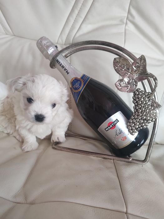 Мальтійські болоночки