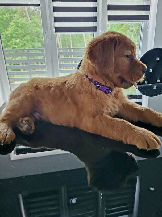 Chłopczyk golden retriever linia amerykańska