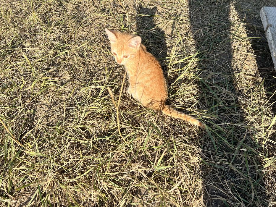 Отдам подарю даром безплатно безкоштовно котята