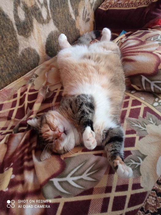 Кішка Маруся шукає родину