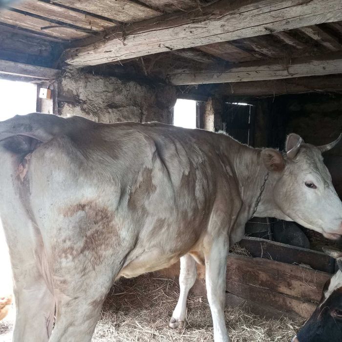 Молода корівка , розтелина