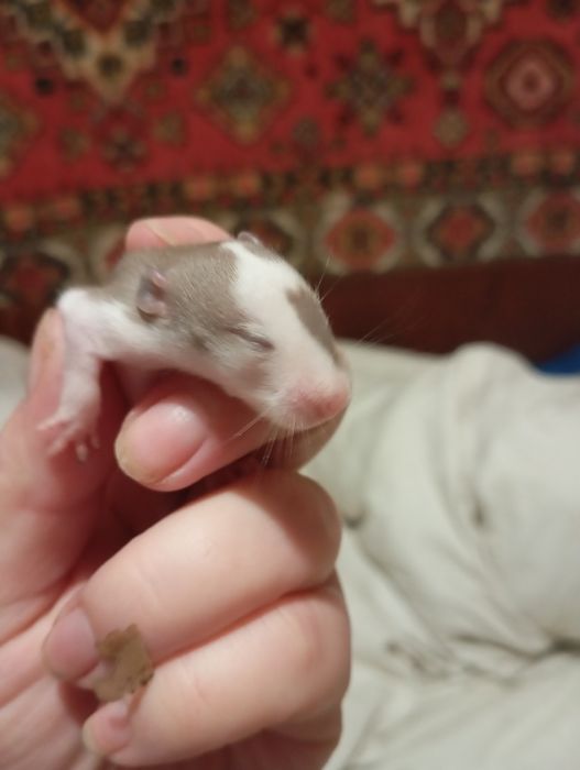 Криси,щури,крисята, пацюки