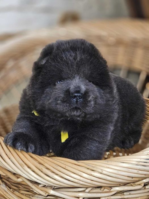 Chow Chow Ekskluzywny masywny miş