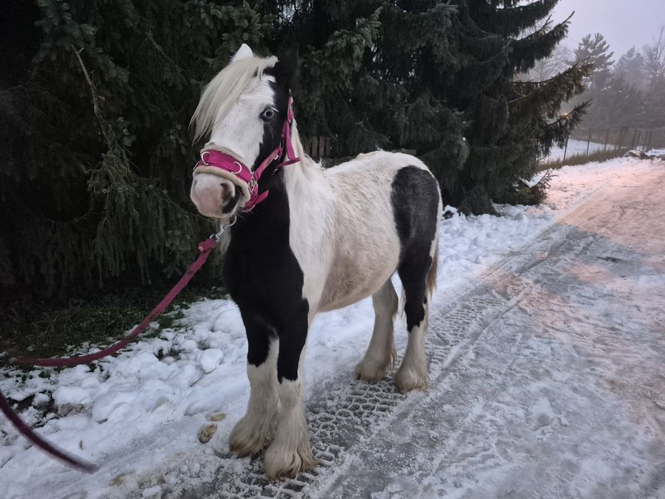 True Baby Tinker Klacz