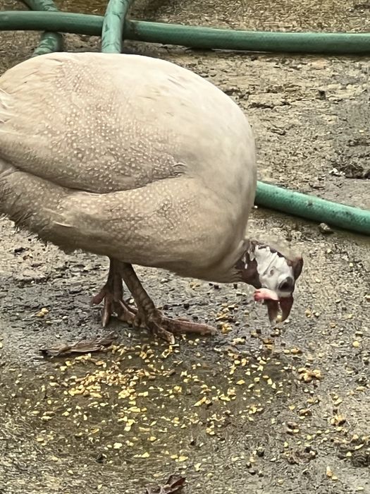 Fracas/Galinhas de Angola