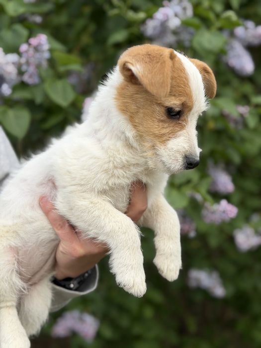 Suczka Jack Russell terrier ZKWP/FCI szorstkowlosa